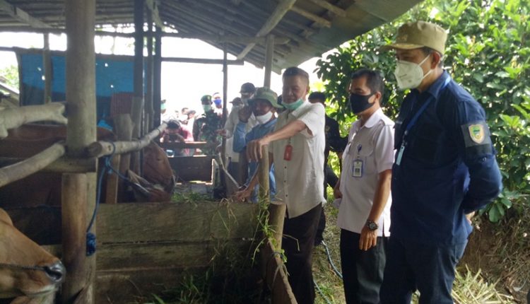 Dusun Transbangdep Desa Bintang Ninggi 1 Dikembangkan Jadi Sentra Sapi