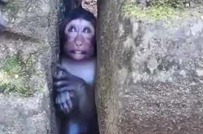 Monyet Terjepit