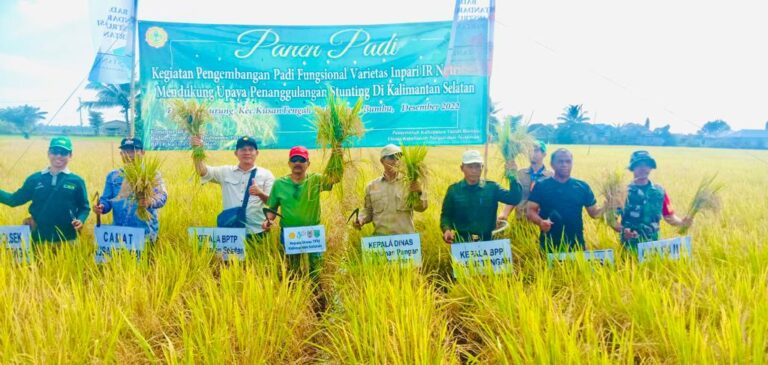 panen penangkaran benih padi varietas Inpari IR Nutri Zinc, bersama kelompok tani Suka Maju Desa Manurung Kecamatan Kusan Tengah.